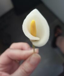 modeler-arum-tuto