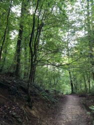 foret--titoudou