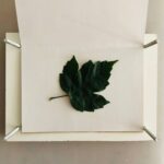 herbier-secher-feuille-2-titoudou