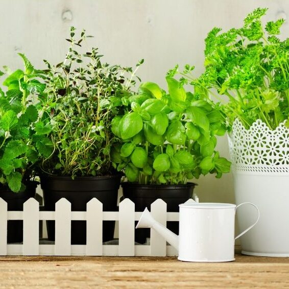 jardiner-enfant-herbe-aromatique-titoudou