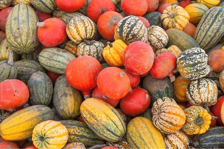 des courges de toutes les tailles, sortes, et couleurs